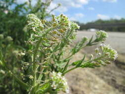 Image of field pepperweed