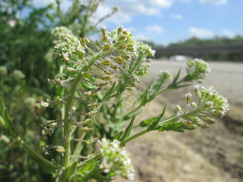 Image of field pepperweed