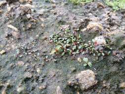 Image of eight-stamened waterwort