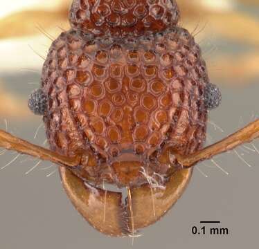 Image of Acanthomyrmex crassispinus Wheeler 1930