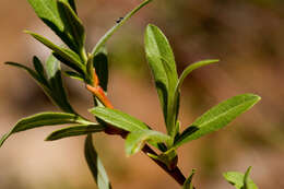 Salix lasiolepis Benth. resmi