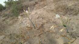 Imagem de Pancratium maritimum L.