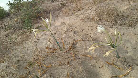 Imagem de Pancratium maritimum L.