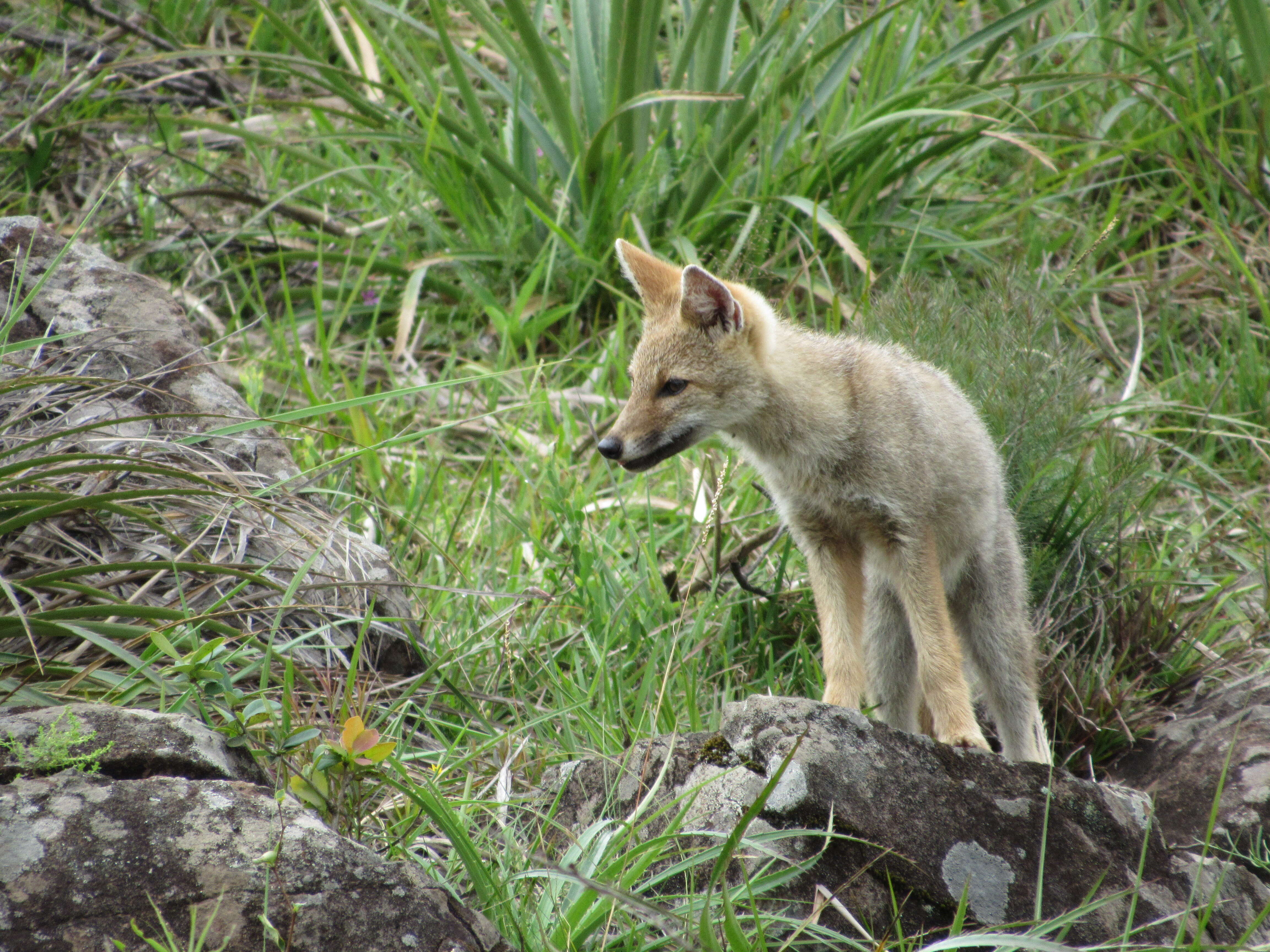 Image of Lycalopex gymnocercus