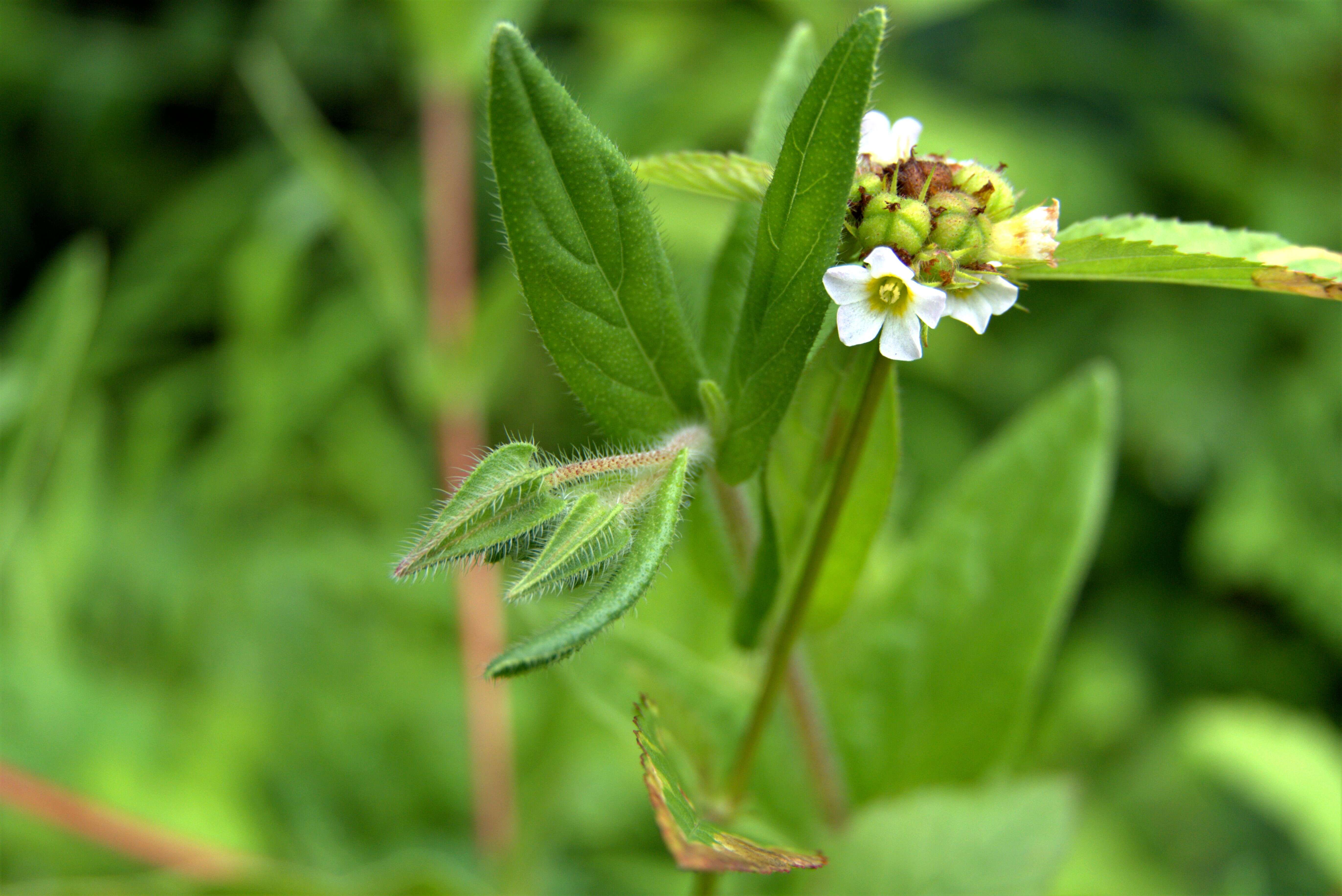 Image of Chocolate Weed