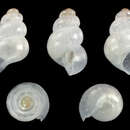 Image of Obtusella macilenta (Monterosato 1880)