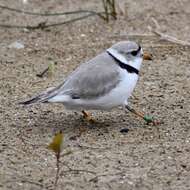 Image of Piping Plover