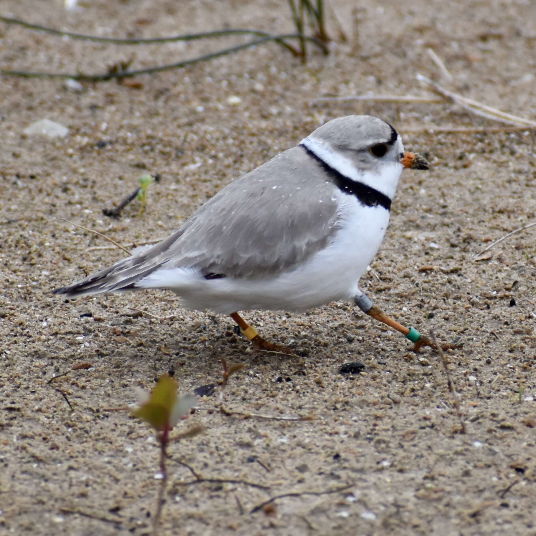 Image of Piping Plover