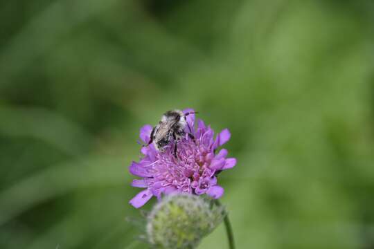 Слика од Knautia arvensis (L.) Coulter