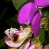 Image of Heart-leaf polygala