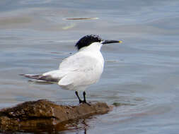 Image of Sandwich Tern