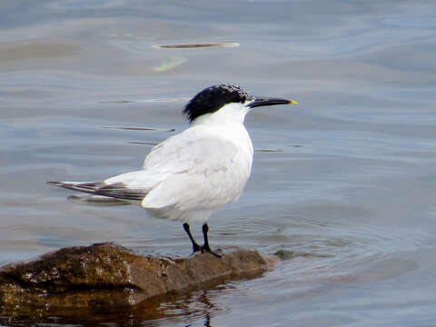 Image of Sandwich Tern