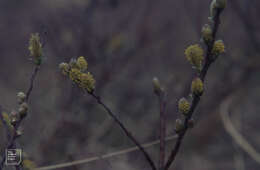 Image of creeping willow