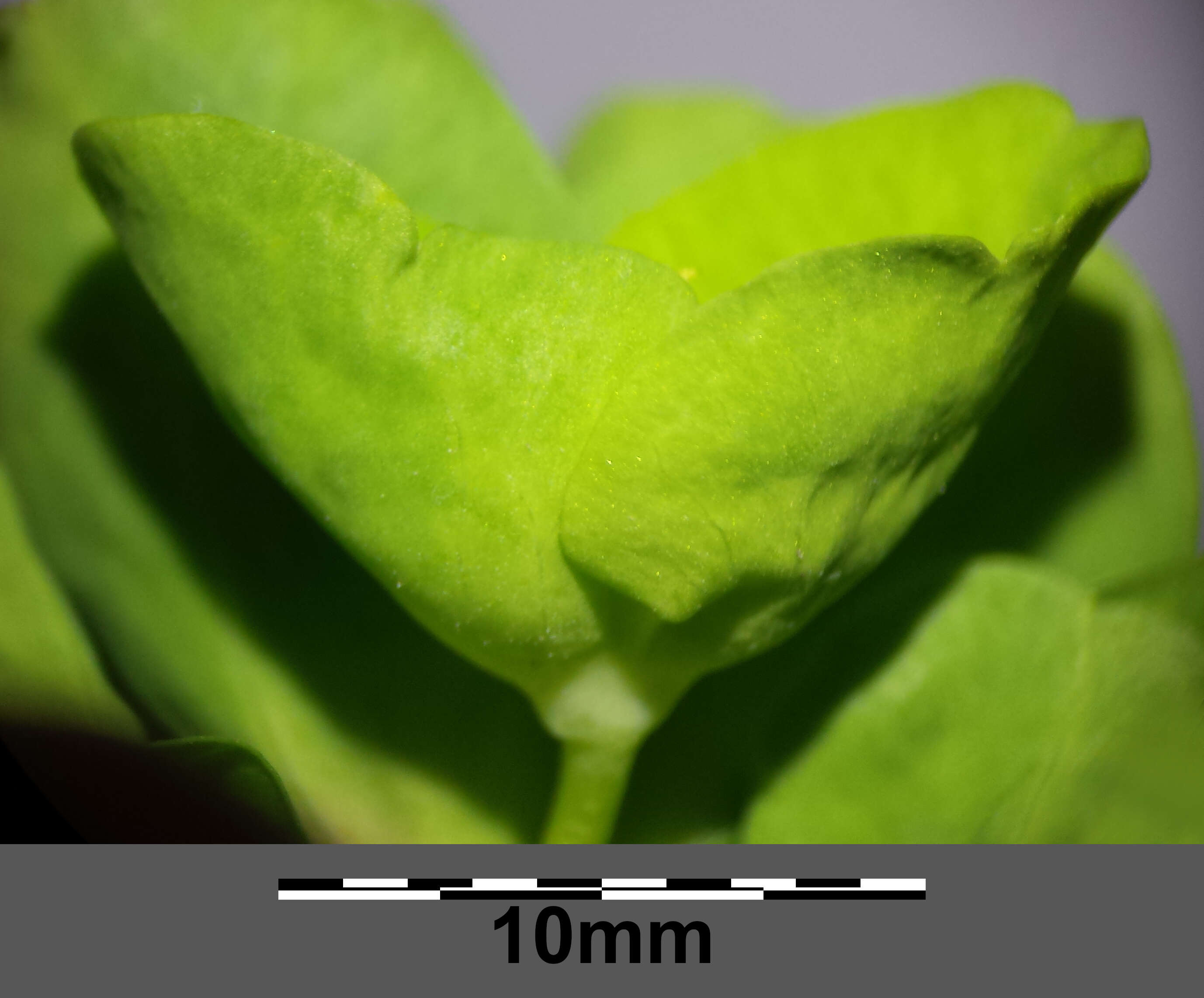 Image of Wood Spurge