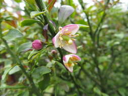 Imagem de Citrus australasica F. Müll.