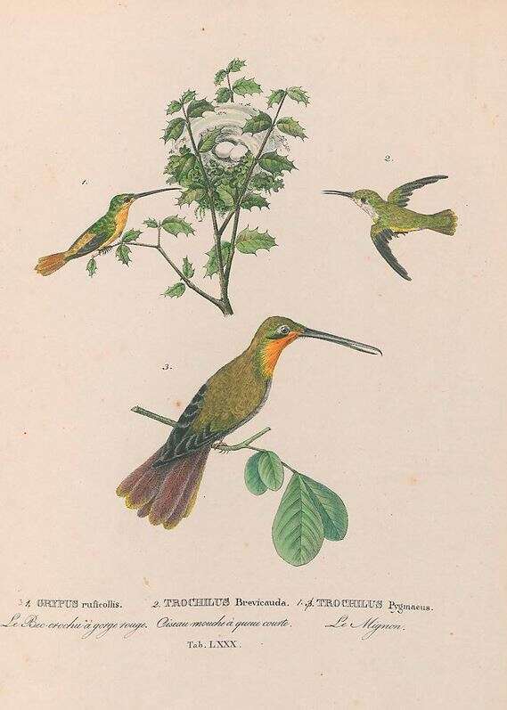 Image of Hook-billed hermit (hummingbird)