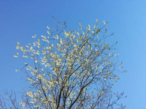 Image of goat willow