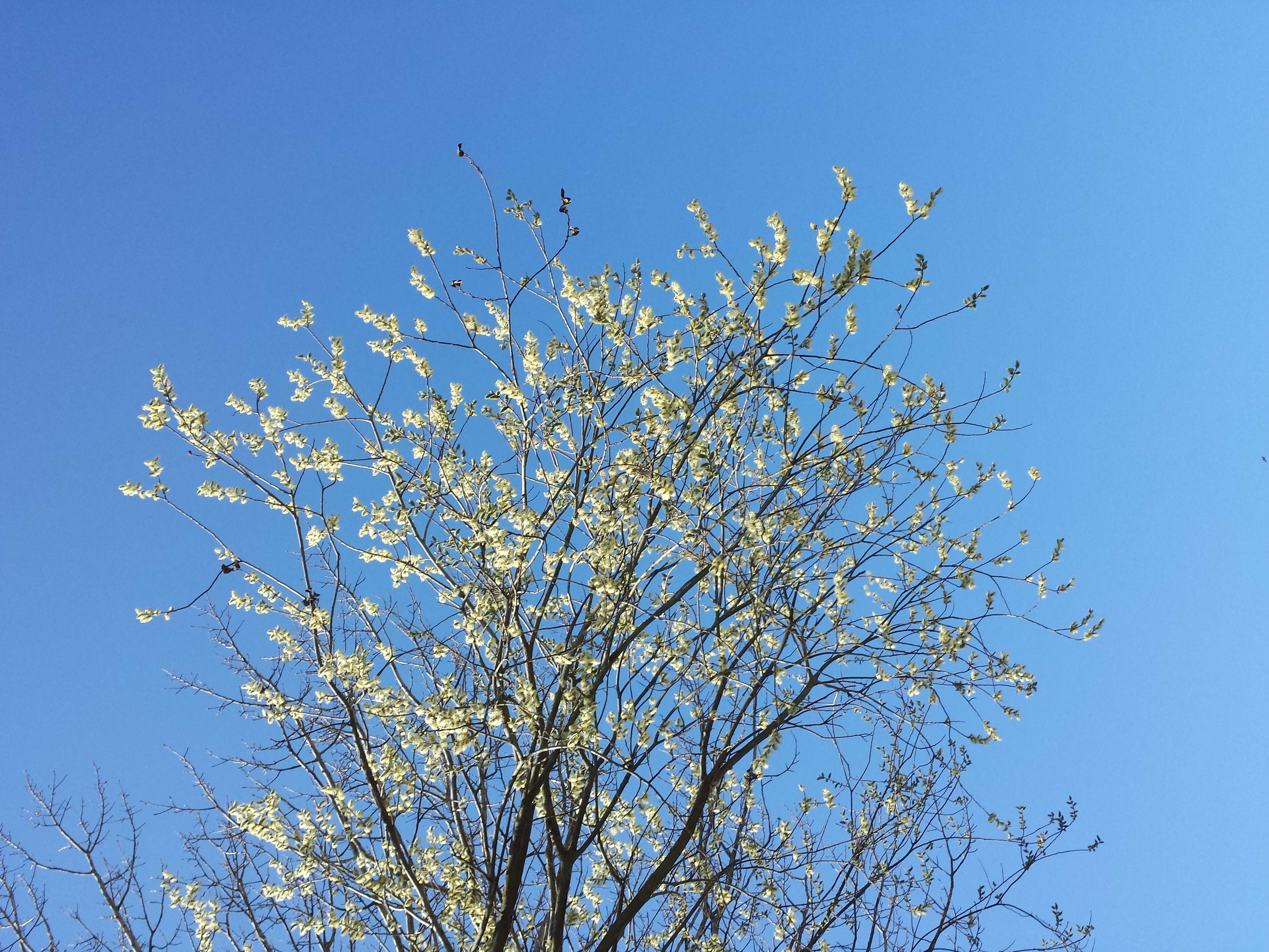 Image of goat willow