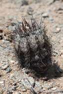 Image of Copiapoa calderiana subsp. atacamensis (Middled.) Mottram