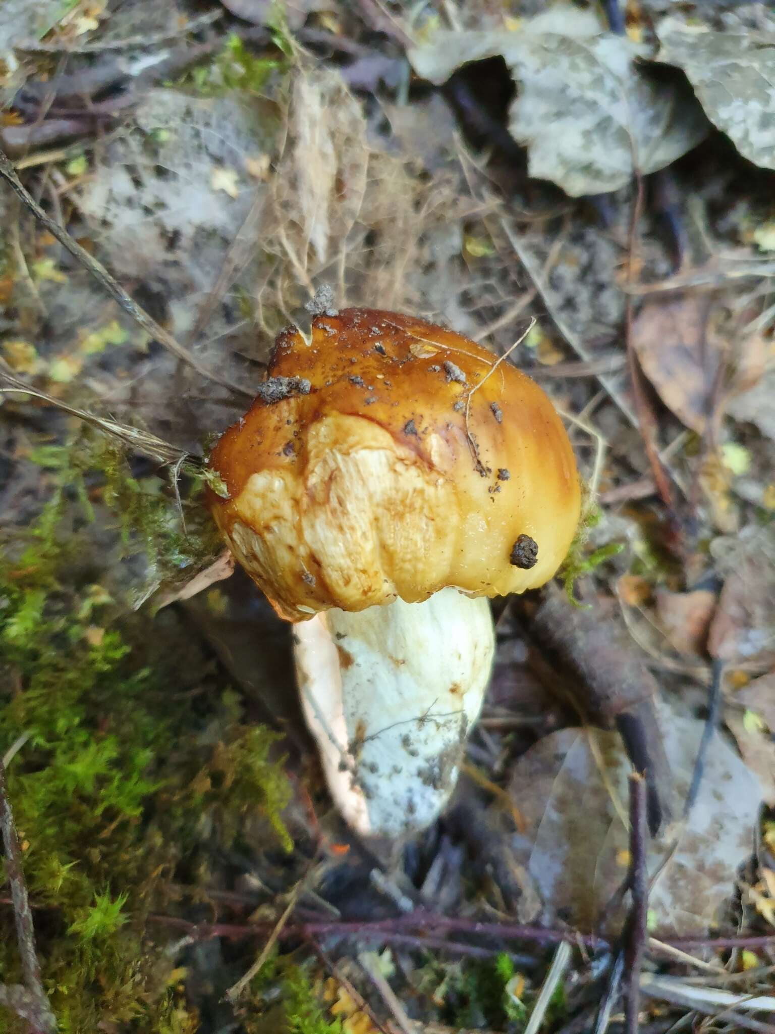 Image of Stinking Russula