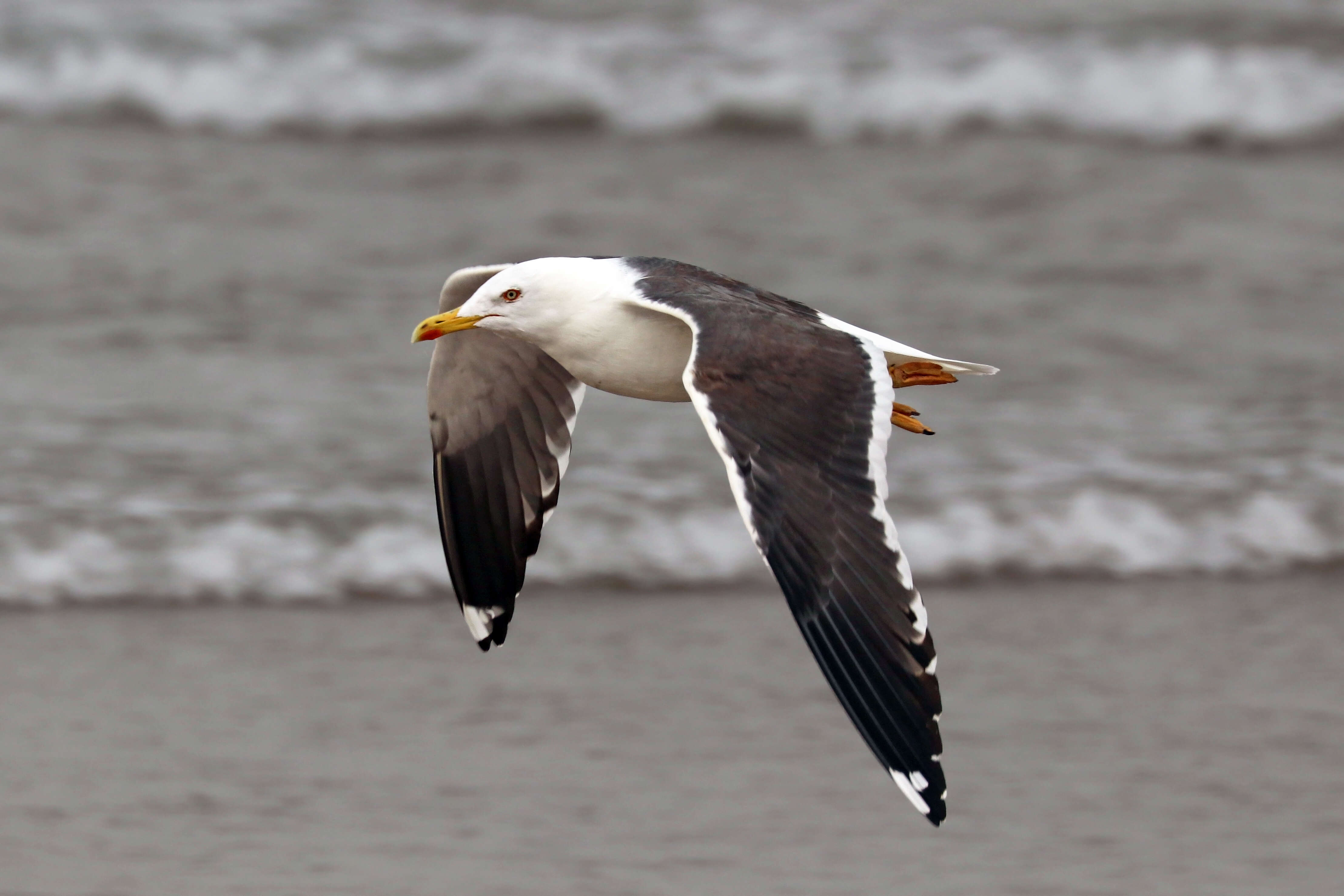 Image of Lesser Black-backed Gull