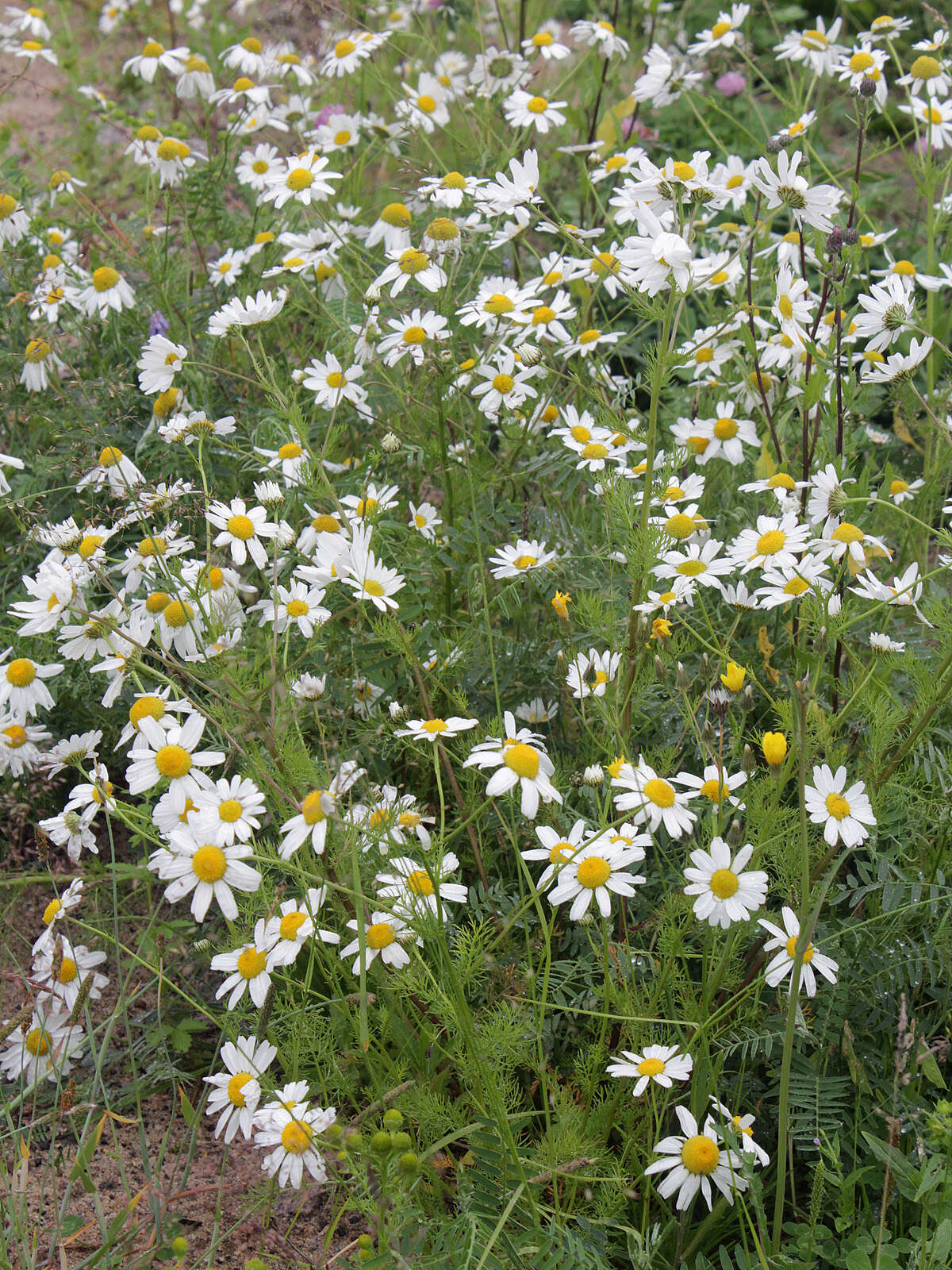 Image of Tripleurospermum subpolare Pobed.