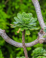 Imagem de Aeonium dodrantale