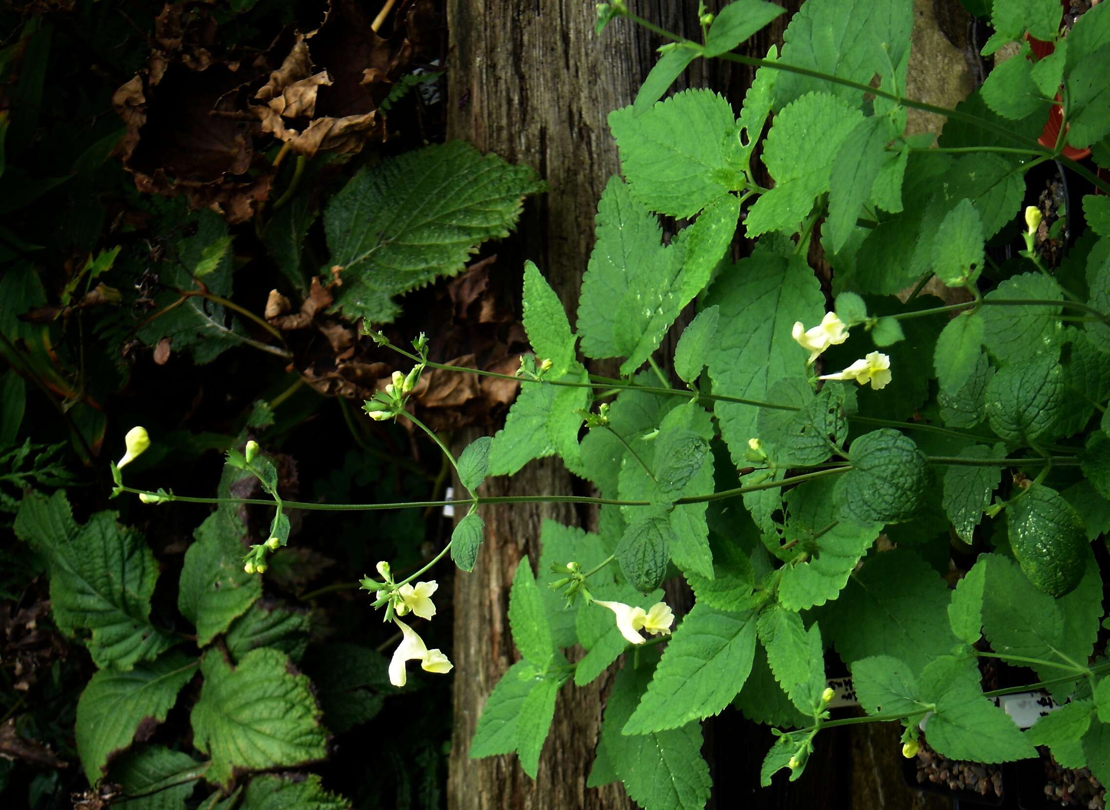 Plancia ëd Nepeta govaniana (Wall. ex Benth.) Benth.