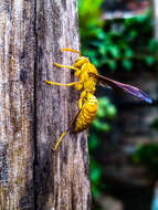 Image of Red Wasp