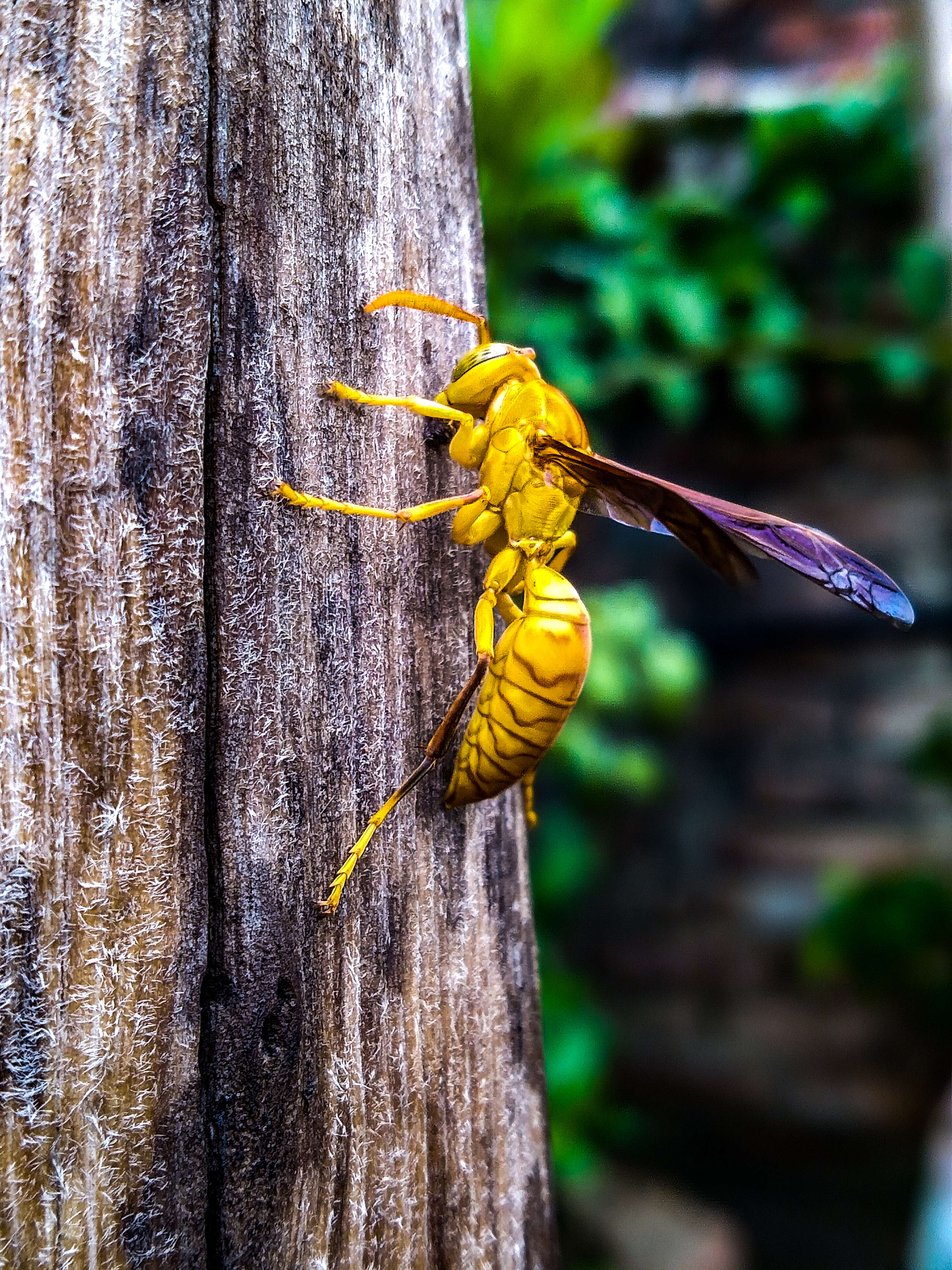 Image of Red Wasp