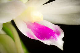 Imagem de Dendrobium amethystoglossum Rchb. fil.