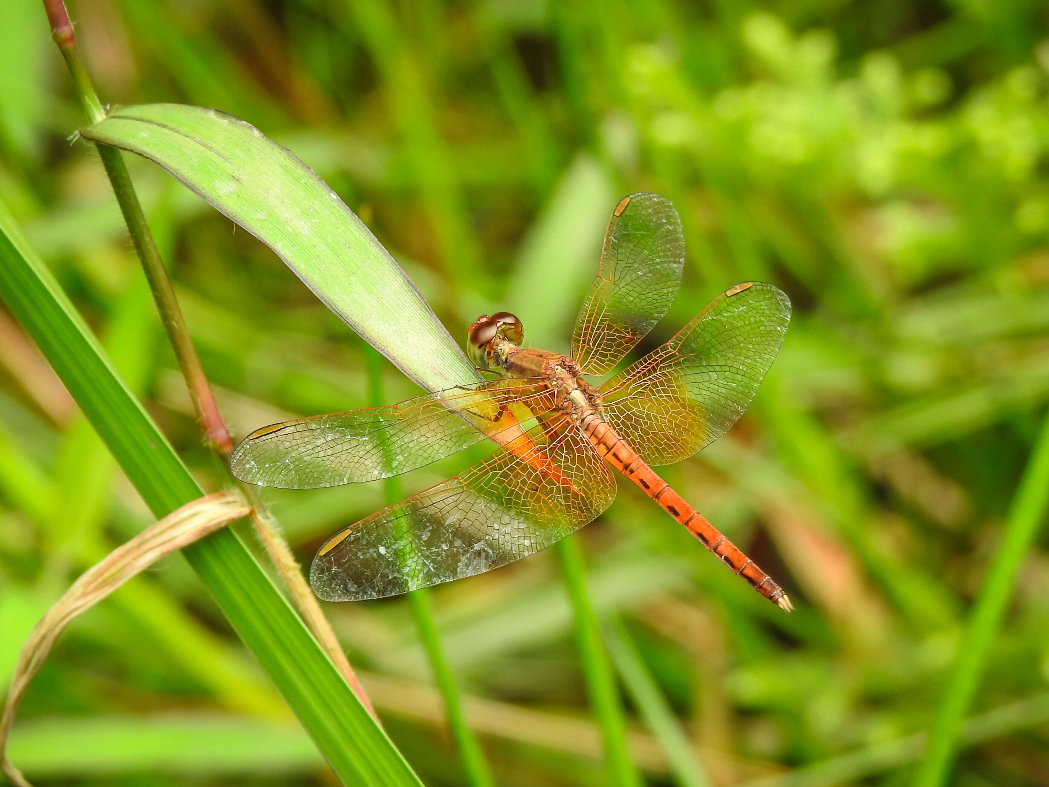 Image of Neurothemis intermedia (Rambur 1842)