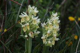 Image of Elder-flowered orchid