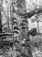 Image of Para rubber tree