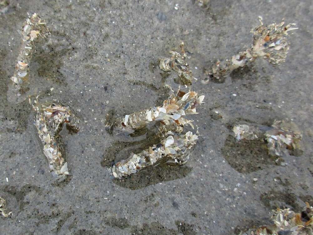 Image of sandmason worm or sand mason worm