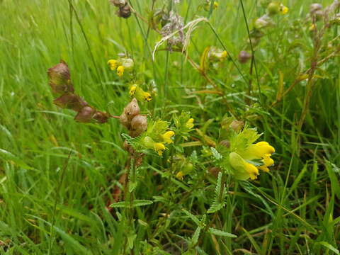 Image of Yellow rattle