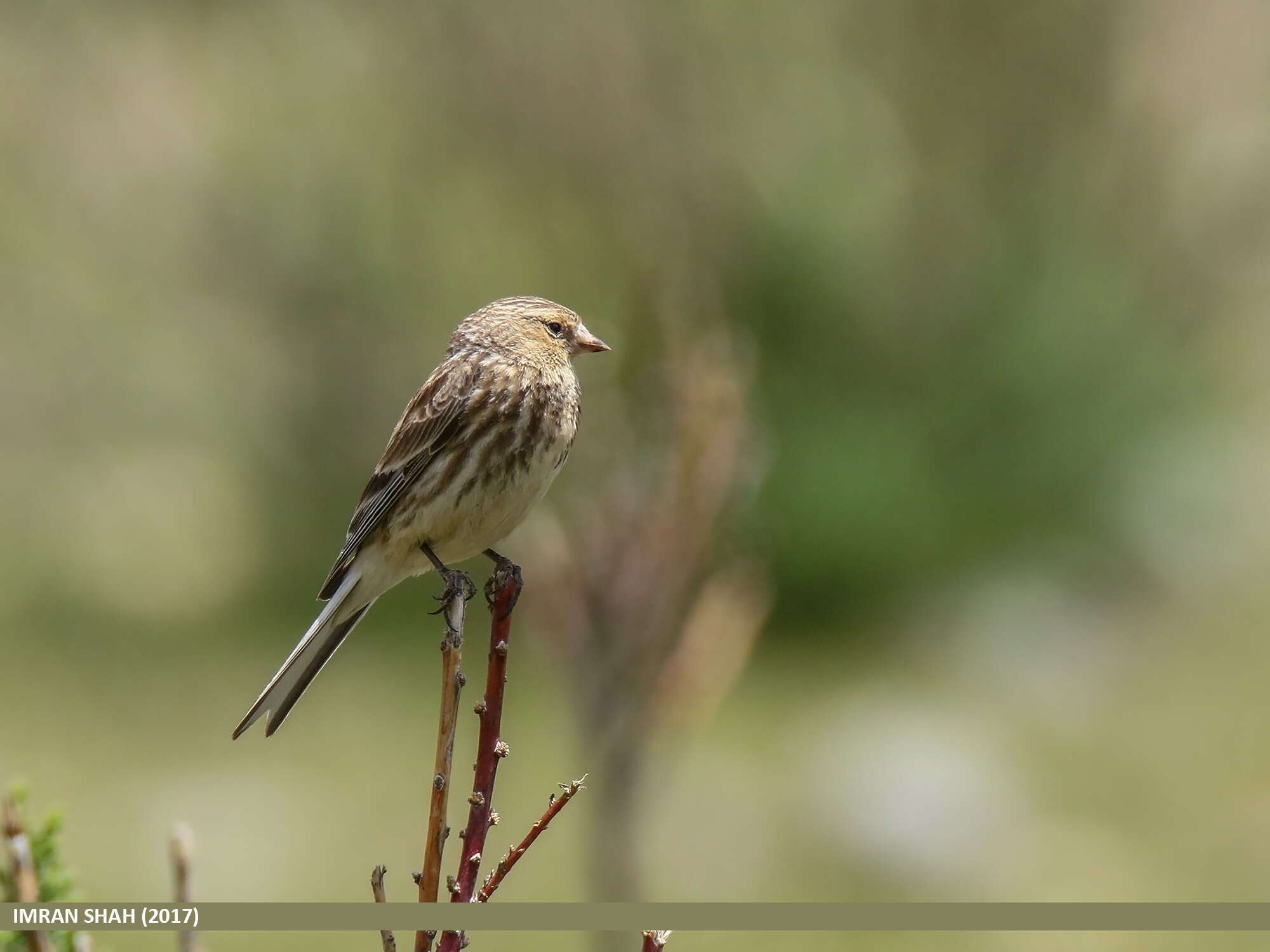 Image of Twite