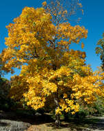 Image of shagbark hickory