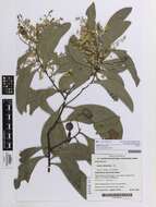 Image of Acacia falciformis DC.