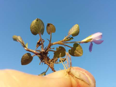 Image of teesdale violet