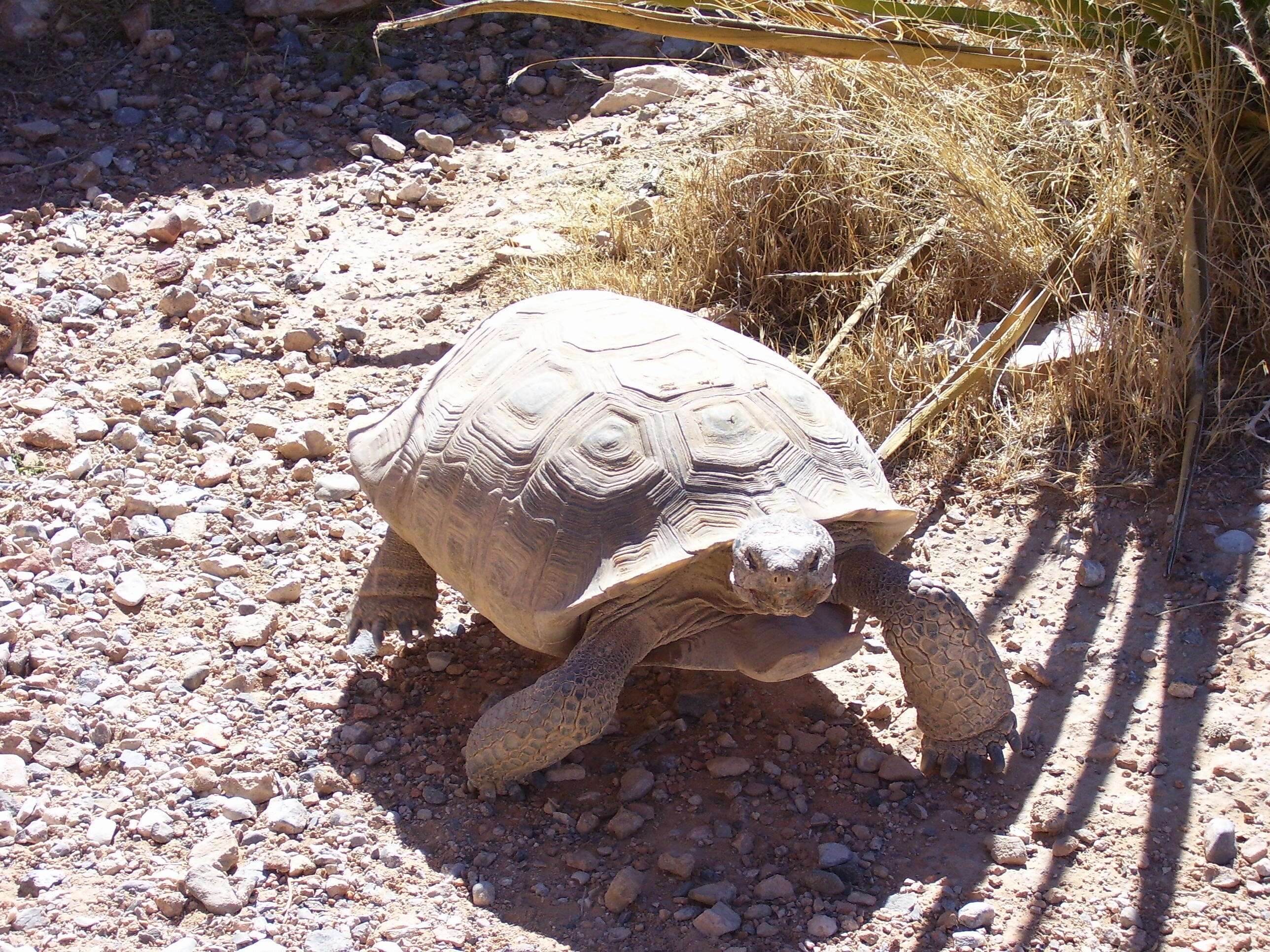 Image of desert tortoise