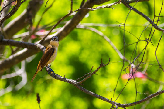 Image of Rose-throated Becard