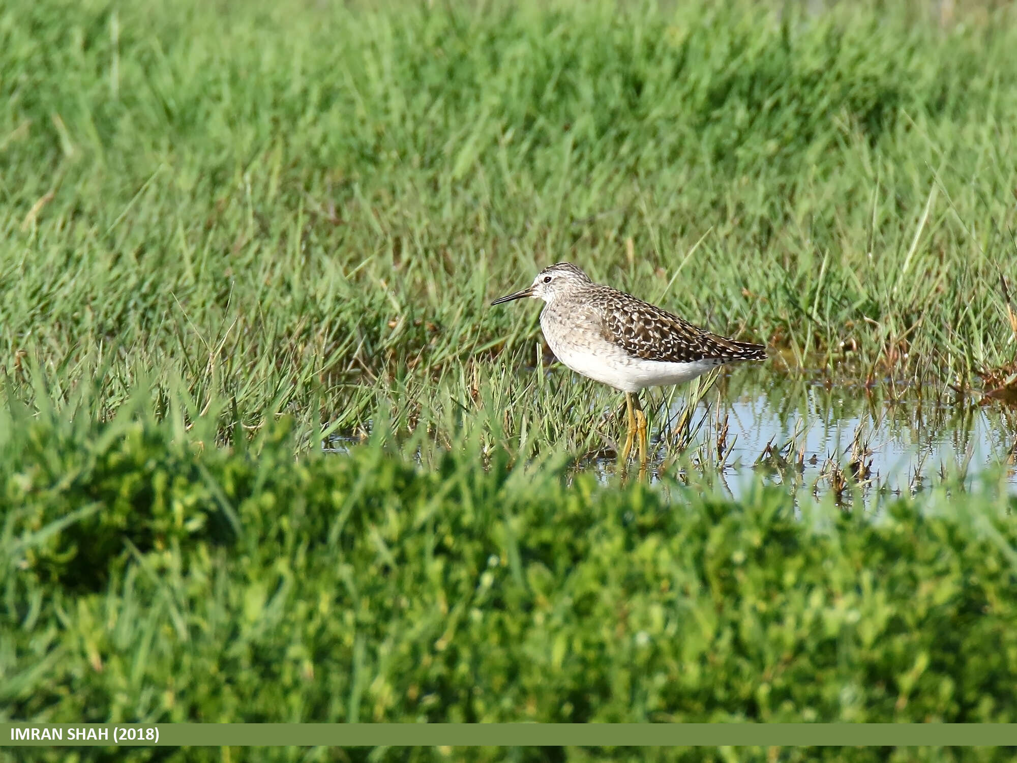 Image of Wood Sandpiper