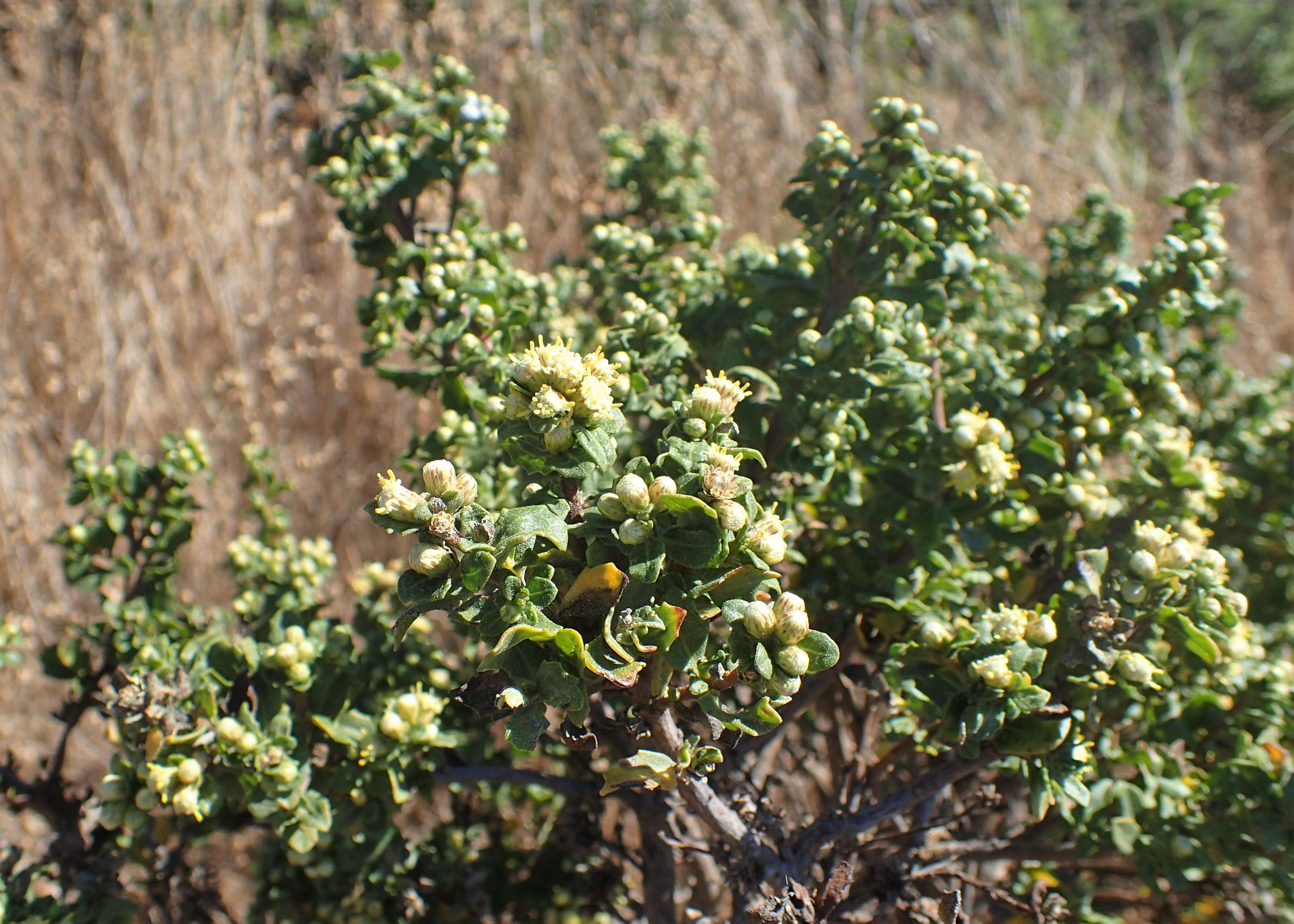 Image of Chaparral Broom