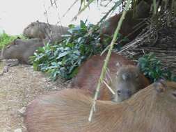 Image of Capybaras