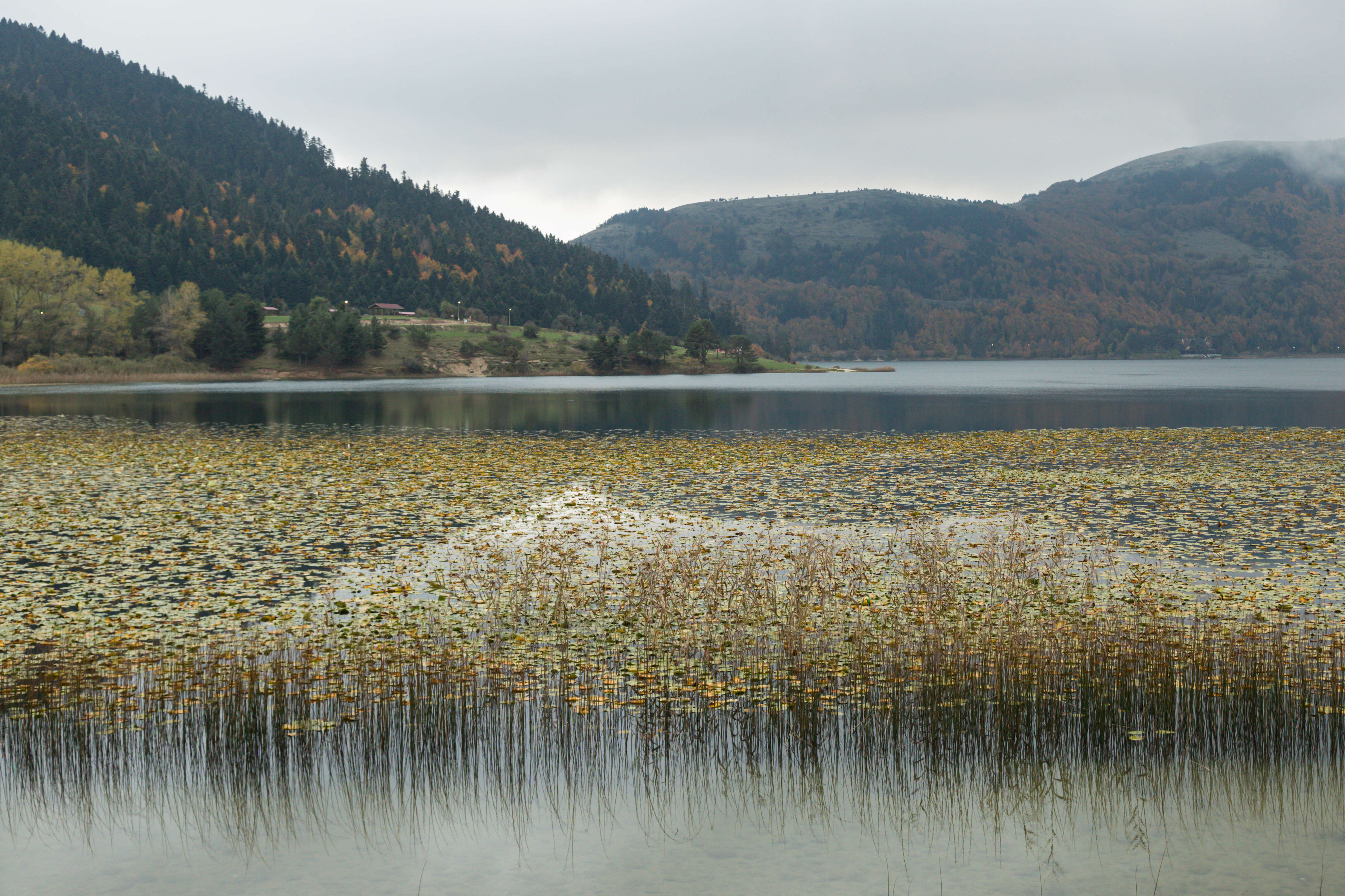 Image of waterlilies