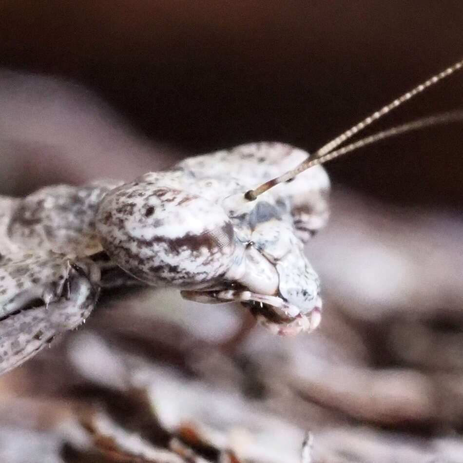 Image of Grizzled Mantid