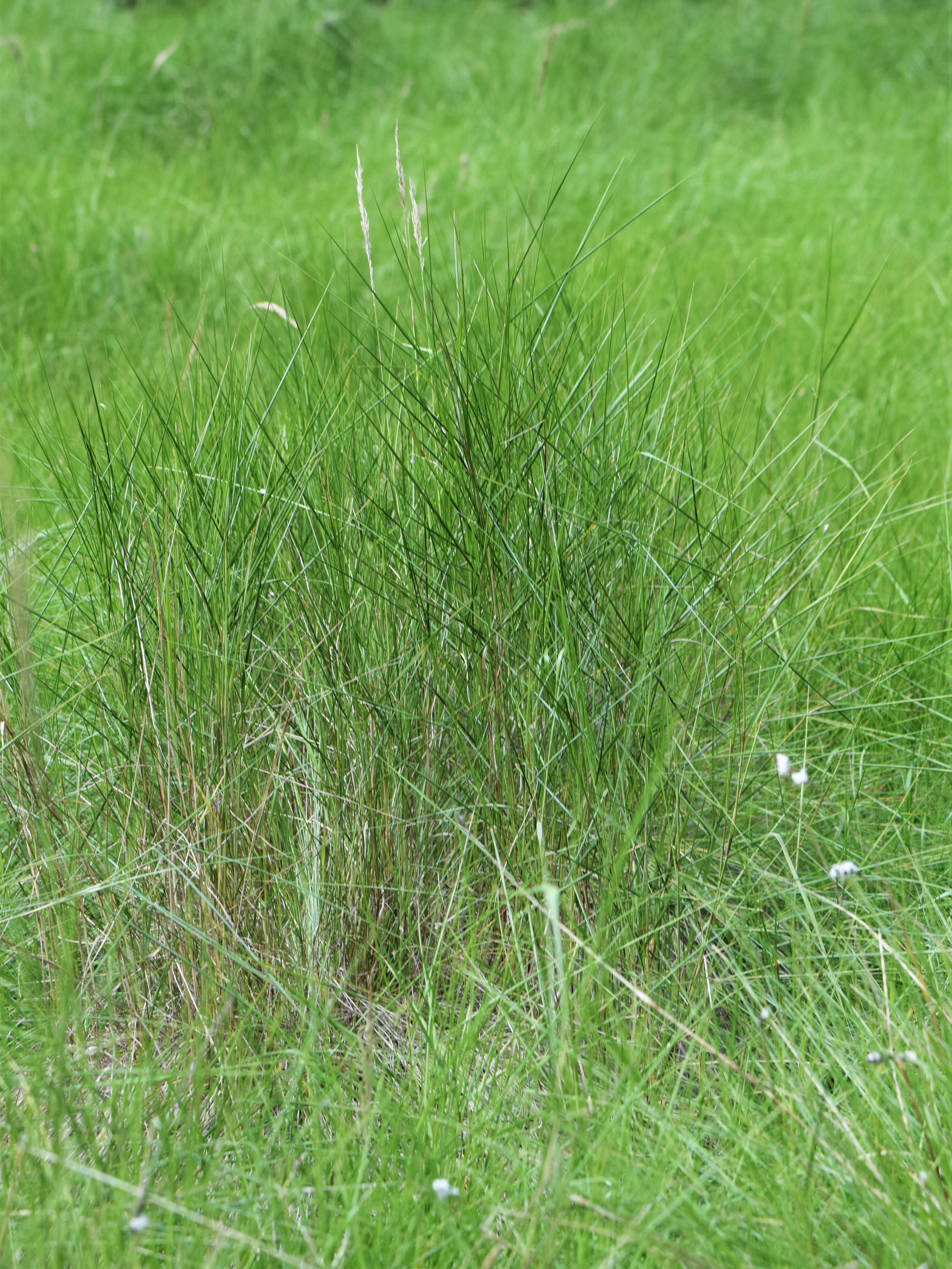 Image of narrow small-reed