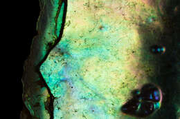 Image of blackfoot paua