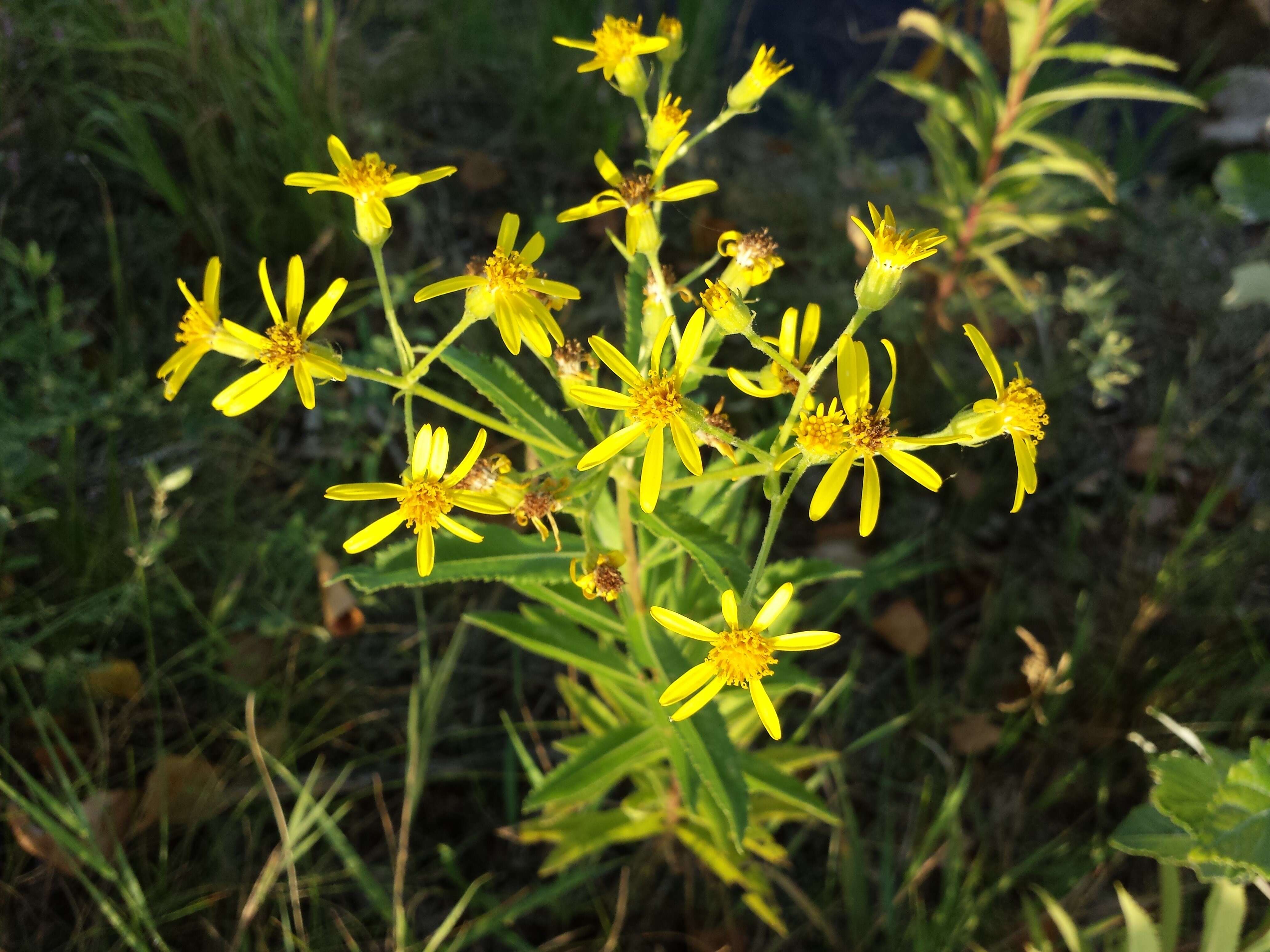 Image of Senecio sarracenicus L.